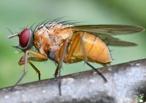 Réf. 352 468 : Phaonia rufiventris